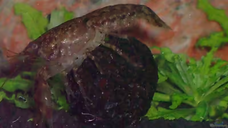 Cambarellus puer von Bullseye 77 (4)