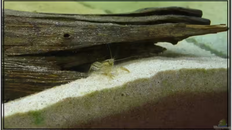 Cambarellus texanus von Leinad78 (6)