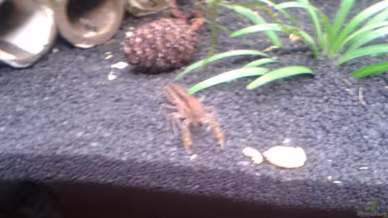 Aquarien mit Cambarellus-Arten (Zwergflusskrebse)