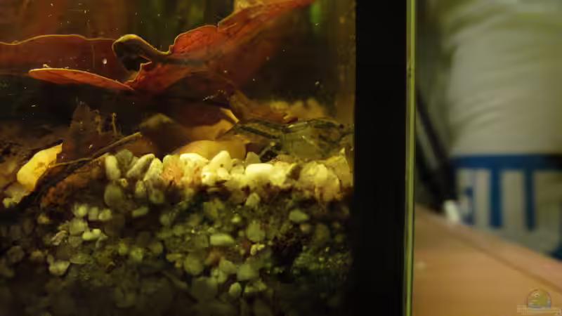 Aquarien mit Cambarellus texanus (Texas Zwergflusskrebs)