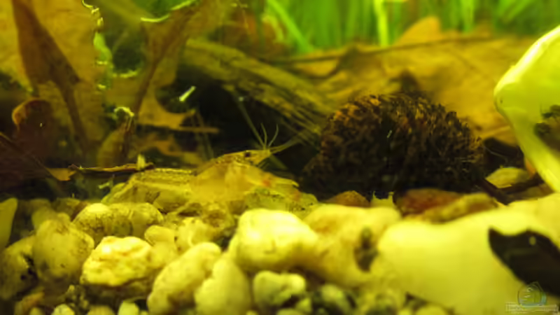Aquarien mit Cambarellus-Arten (Zwergflusskrebse)