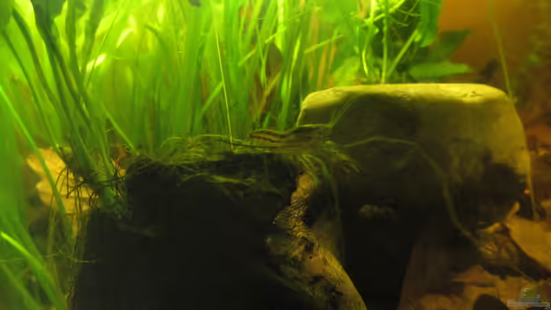 Aquarien mit Cambarellus texanus (Texas Zwergflusskrebs)