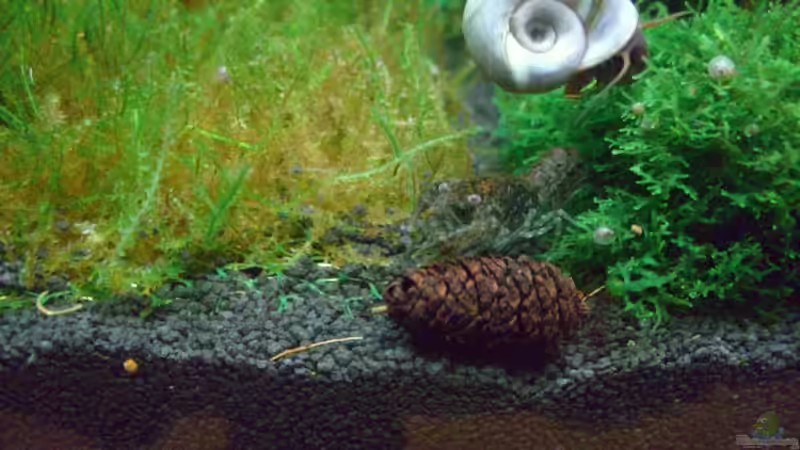 Cambarellus und Posthornschnecke von marspi (13)