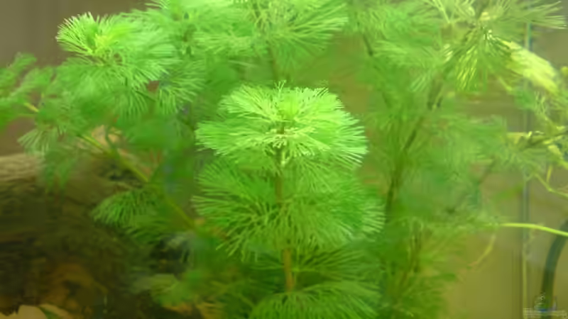 Cambomba carolineana von Fabbby (4)