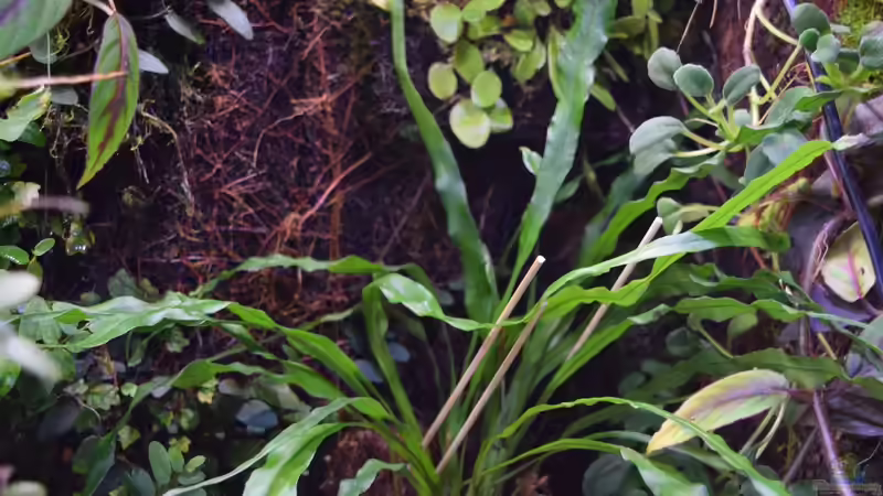 Campyloneurum angustifolium von Junglist (40)