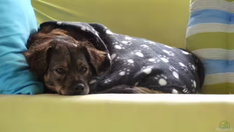 Canis lupus familiaris von Philosoph (24)