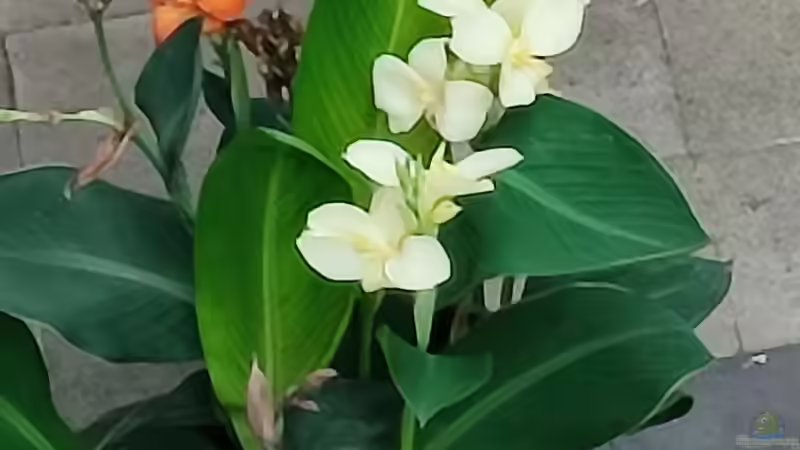 Canna Indica (Indisches Blumenrohr)