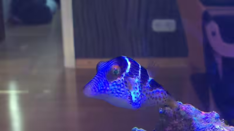 Canthigaster valentini von OperatorD (9)