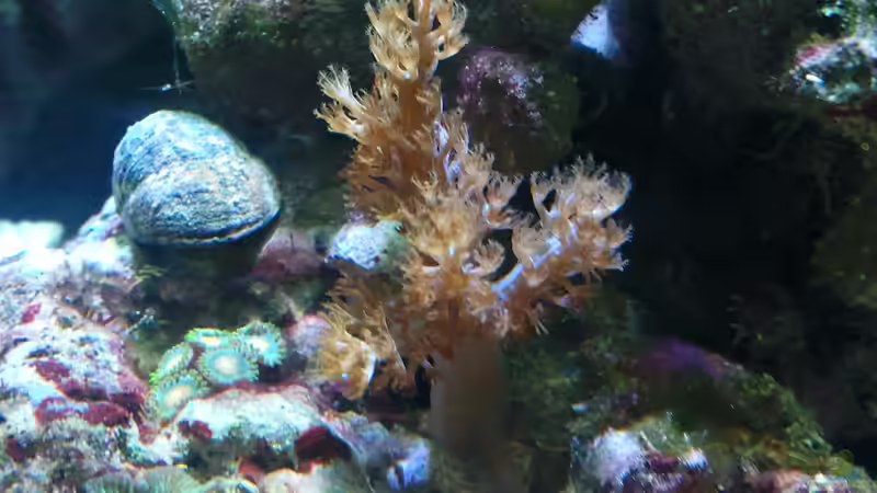 Capnella imbricata im Aquarium halten (Einrichtungsbeispiele für Bäumchenweichkoralle)