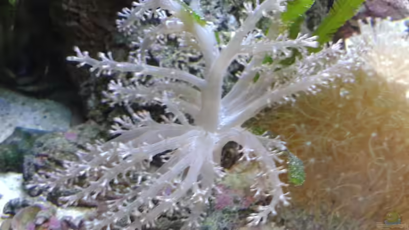 Capnella imbricata von Torsten Bullmahn (72)