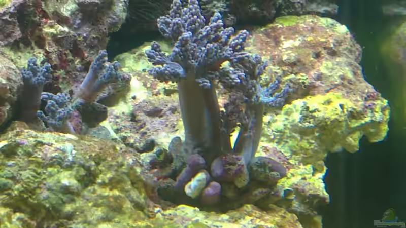 Capnella imbricata im Aquarium halten (Einrichtungsbeispiele für Bäumchenweichkoralle)