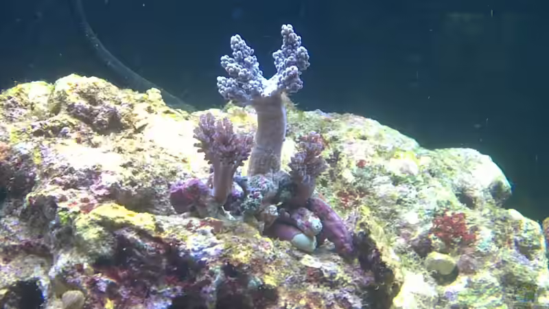 Capnella imbricata im Aquarium halten (Einrichtungsbeispiele für Bäumchenweichkoralle)