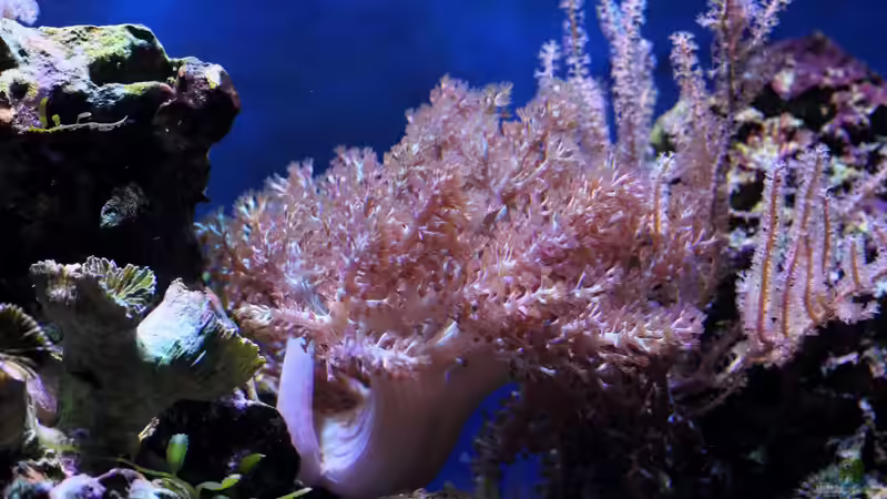 Capnella imbricate - Keniabäumchen & Pinnigorgia sp. - Gorgonie  von Micha (12)