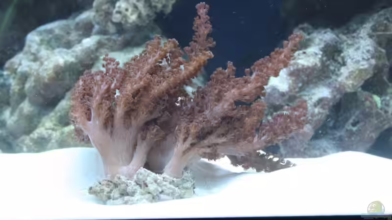 Capnella Sp. - Bäumchenweichkoralle von Thorsten John (21)