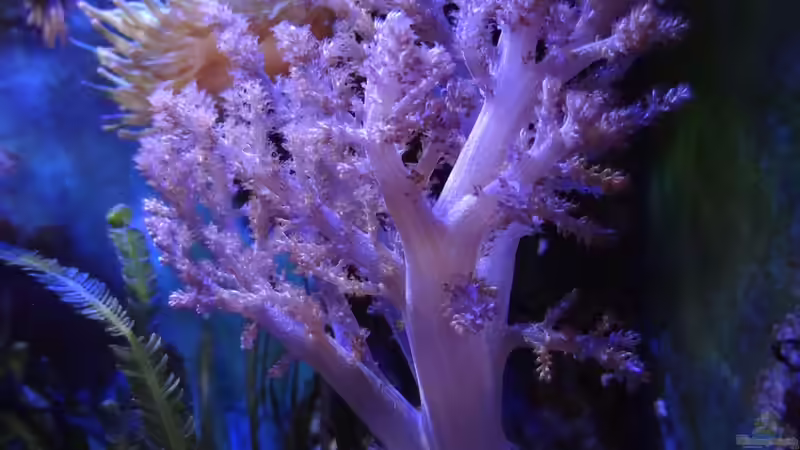 Capnella sp. 02 - Bäumchenweichkoralle von Jens Kändler (17)