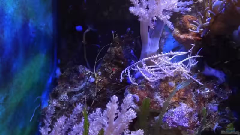 Capnella sp. 02 - Bäumchenweichkoralle von Jens Kändler (18)