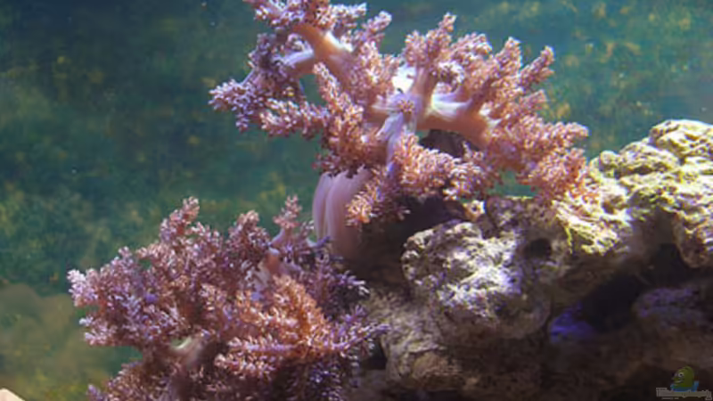 Capnella sp von becki2 (27)