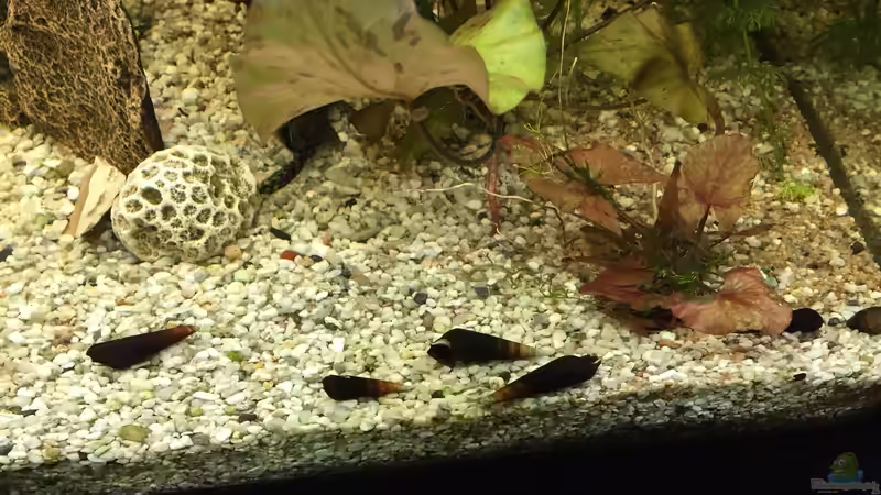 Cappuchinoschnecken von Tarmina (40)