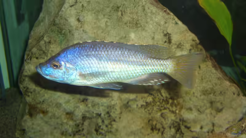 Caprichromis orthognatus von Patrick Gutmann (7)