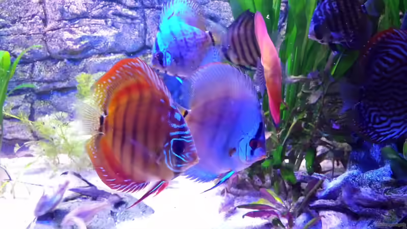 Captain Jack Sperrow und Zorro von Sonja N. (9)