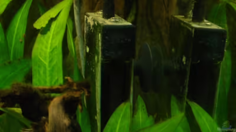 Carbo Sandwich von Sabine Stark (23)