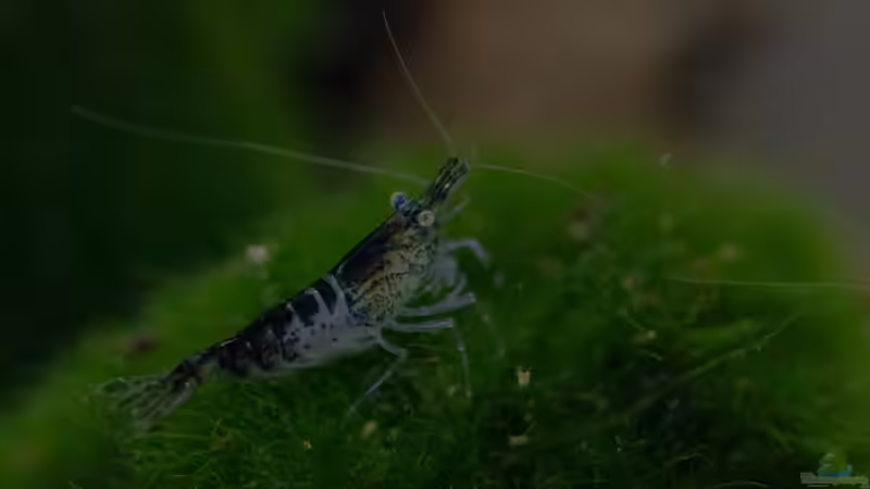 Carbon Rili Zwerggarnele von GoreSlayer (1)