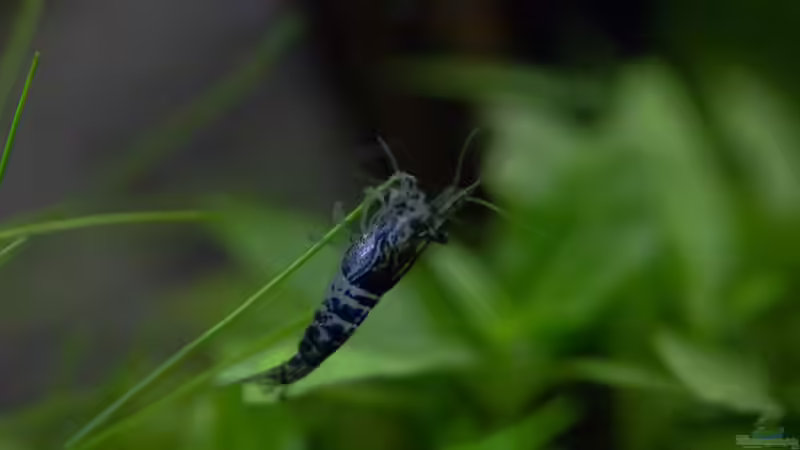 Carbon Rili Zwerggarnele von GoreSlayer (28)