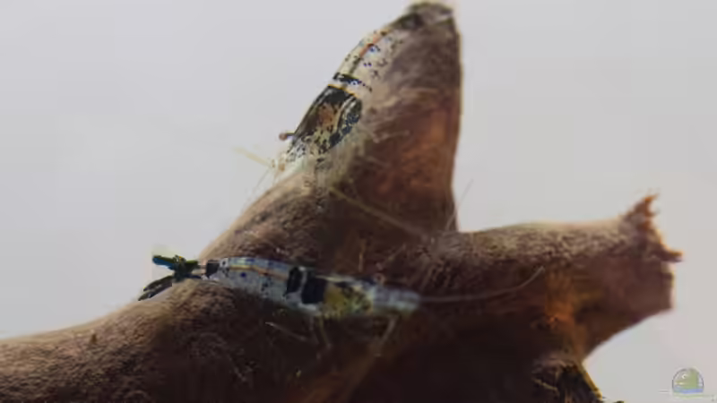 Carbon Rili Garnele im Aquarium halten (Einrichtungsbeispiele für Carbon Rili Garnelen)