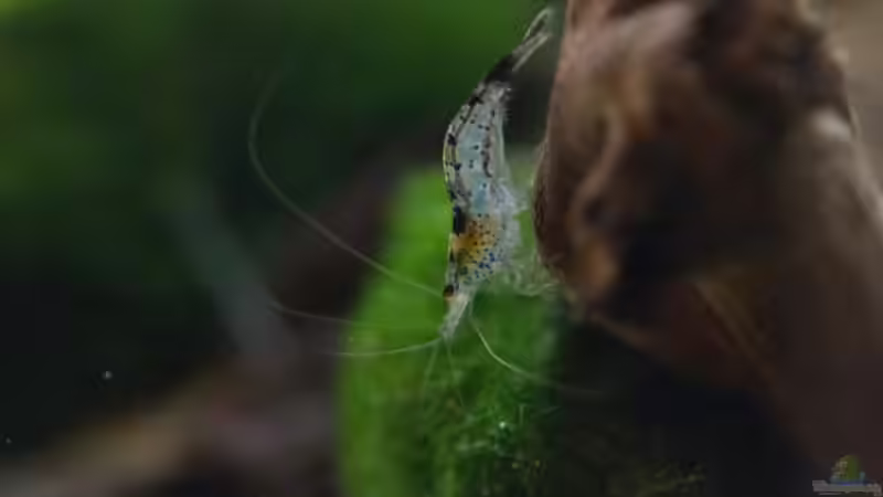 Carbon Rili Garnele im Aquarium halten (Einrichtungsbeispiele für Carbon Rili Garnelen)