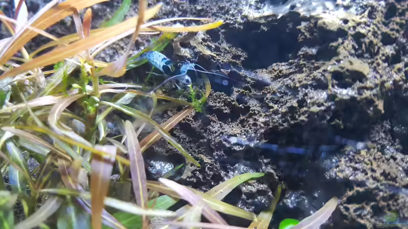 Carbon Rilli von Mel (34)