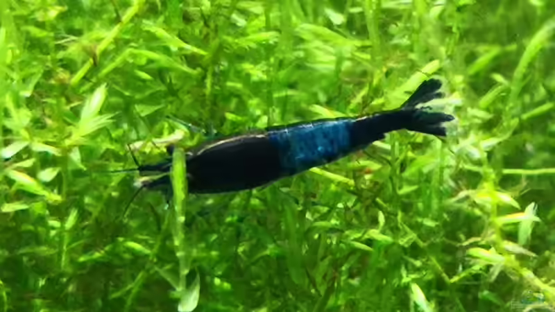 Carbon-Rilli von Wuppi (7)