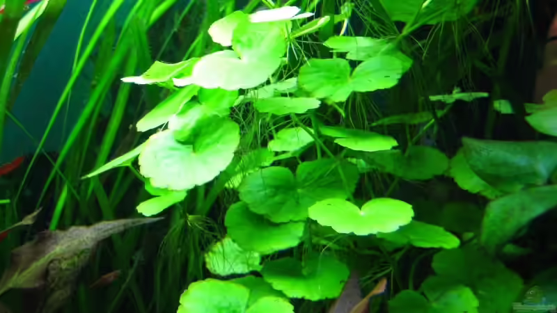 Cardamine lyrata von André Martin (8)