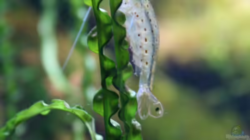Cardina japonica auf  Crinum calamistratum (Dauerwellen-Hakenlilie) von Apistofan (33)