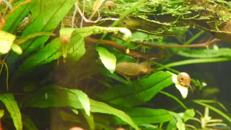 Cardinia japonica ´Amano Garnele´ von Zebraschneggla (40)