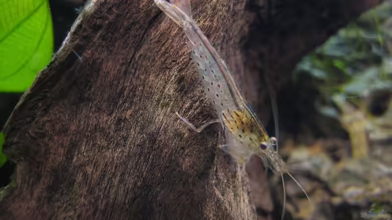 Cardinia multidentata - Amano-Garnele 1 von Marco B. (27)