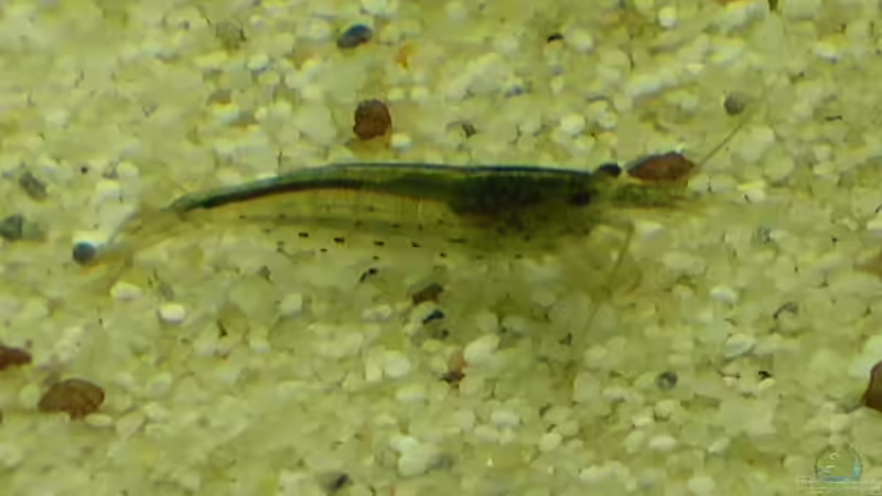 Caridiana vaponica (Amano-Garnele) von Christian Grunwald (60)