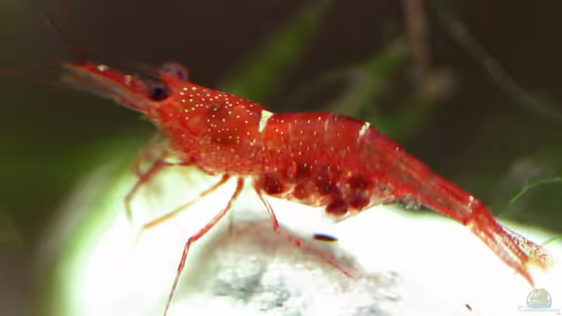 Caridina-Arten: Vielfalt, Haltung und Besonderheiten der beliebten Zwerggarnelen