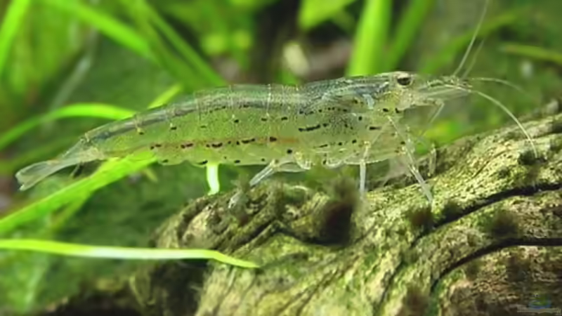 Caridina-Arten: Vielfalt, Haltung und Besonderheiten der beliebten Zwerggarnelen