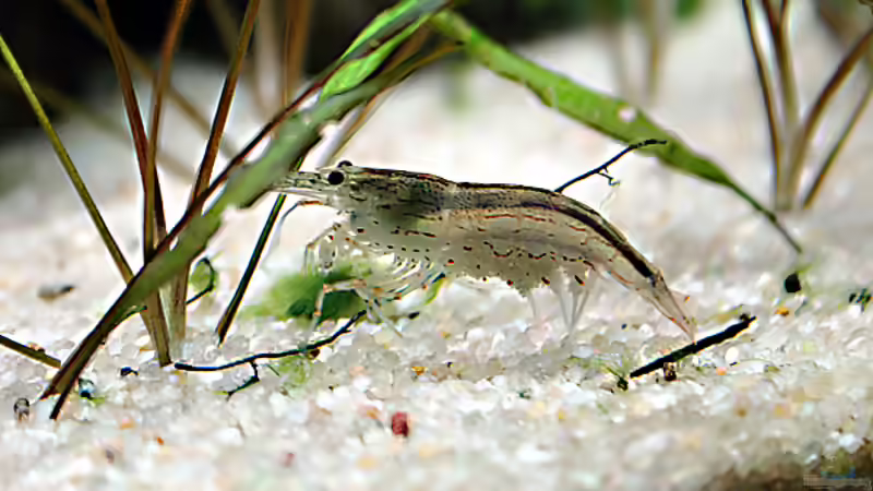 Caridina-Arten: Vielfalt, Haltung und Besonderheiten der beliebten Zwerggarnelen