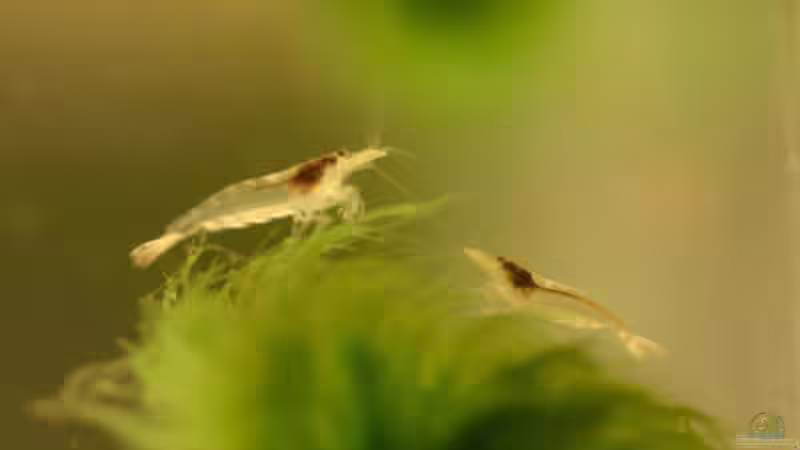 Caridina-Arten: Vielfalt, Haltung und Besonderheiten der beliebten Zwerggarnelen