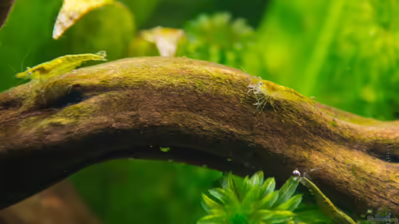 Aquarien mit Caridina cf. babaulti (Grüne Zwerggarnele)