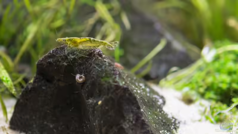 Caridina babaulti var. green und Planorbella sp. blau (juvenil) von Betta Chris (155)