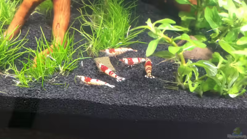 Caridina cf. cantonensis - Red bee von Lennart (12)