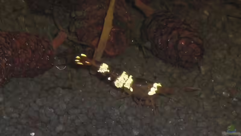 Caridina cf. cantonensis sp. black/white 1 von Malawi TOM (17)