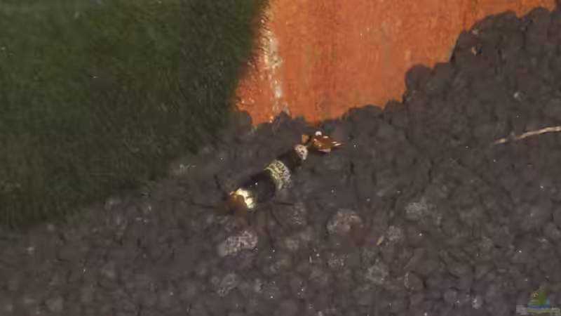 Caridina cf. cantonensis sp. black/white 1 von Malawi TOM (41)