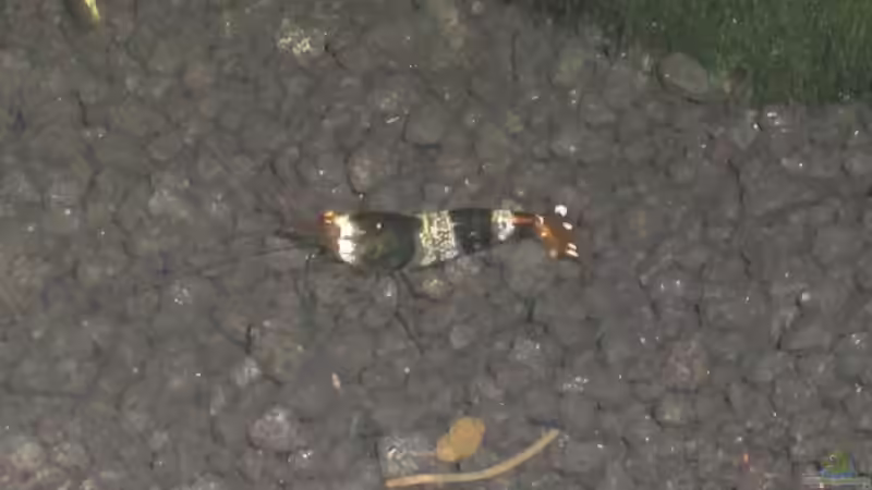Caridina cf. cantonensis sp. black/white 2 von Malawi TOM (42)