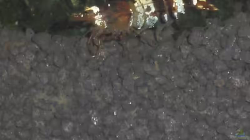 Einrichtungsbeispiele für Aquarien mit Bienengarnelen