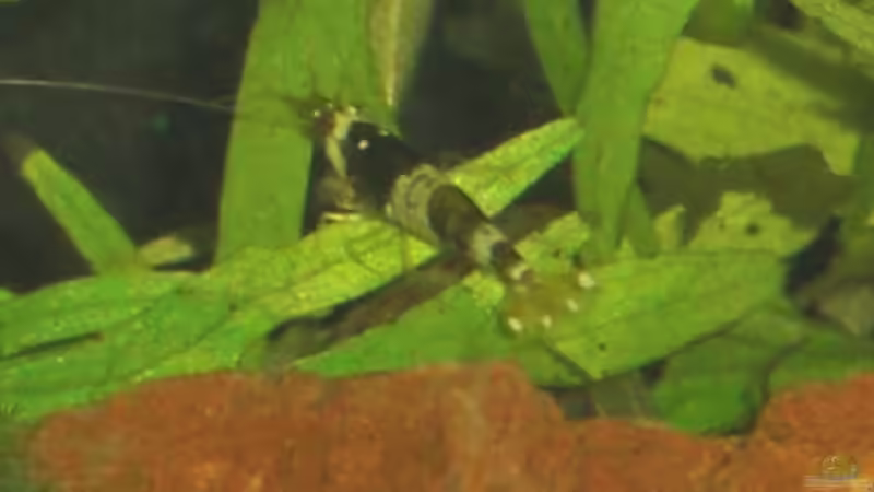 Caridina cf. cantonensis sp. black/white 3 von Malawi TOM (43)
