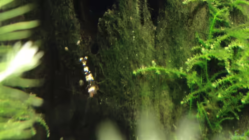 Caridina cf. Cantonensis von Arne (13)