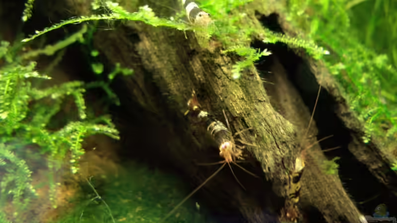 Caridina cf. Cantonensis von Arne (14)